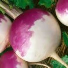 Purple Top Turnip 50 Days Till Harvest Fresh Seeds Fast Shipping