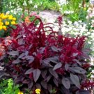 Pygmy Torch Amaranth 25 Seeds Fresh Seeds Fast Shipping