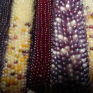 Rainbow Popcorn 50 Seeds Makes Great Tasting Popcorn Kids Love It Fresh Seeds Fast Shipping