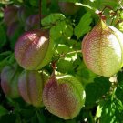 Rare Balloon Vine Seeds Grows Air Fil Balloons Fresh Seeds Fast Shipping