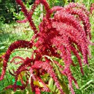 Rare Pygmy Torch Amaranthus Beautiful 25 Seeds Fresh Seeds Fast Shipping