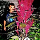 Red Blaze Amaranth 56 Ft Tall Fresh Seeds Fast Shipping