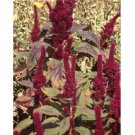 Red Cathedral Amaranth 30 Seeds Beautiful Tall Flowers Fresh Seeds Fast Shipping