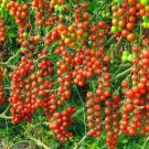 Red Cherry Tomato 20 Seeds Over 200 Kinds Of Tomatoes Fresh Seeds Fast Shipping