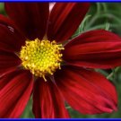 Red Dazzler Cosmos 25 Seeds Fresh Seeds Fast Shipping