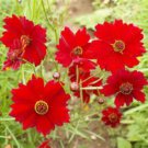 Red Dwarf Coreopsis Seeds Wow Fresh Seeds Fast Shipping