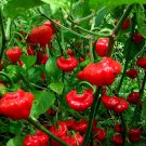 Red Hot Mushroom Pepper Seeds Over 500 Seeds Fresh Seeds Fast Shipping