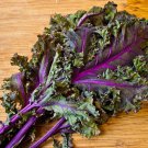 Red Russian Kale Seeds Fresh Seeds Fast Shipping