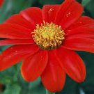 Red Torch Mexican Sunflower 25 Seeds Bold Color Fresh Seeds Fast Shipping