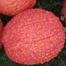 Red Warty Thing Pumpkins Seeds 10 Seeds Fresh Seeds Fast Shipping