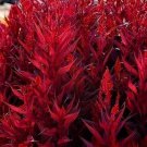 Red With Red Leaves Candlestick Celosia 25 Seeds Fresh Seeds Fast Shipping