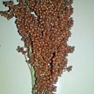 Reds Red Sweet Sorghum 30 Seeds Makes Excellent Sweet Syrup Fresh Seeds Fast Shipping