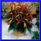 Riot Pepper Seeds Beautiful Compact Plants Fresh Seeds Fast Shipping