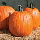 Rival Pumpkin Fresh Seeds Fast Shipping
