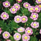 Rose Ensign Dwarf Morning Glory Seeds Loads Of Blooms Fresh Seeds Fast Shipping
