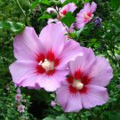 Rose Of Sharron Pink Red 30 Seeds Very Beautiful And Hardy Fresh Seeds Fast Shipping