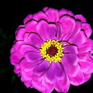 Royal Purple Zinnia Seeds Massive Blooms 25 Seeds Fresh Seeds Fast Shipping