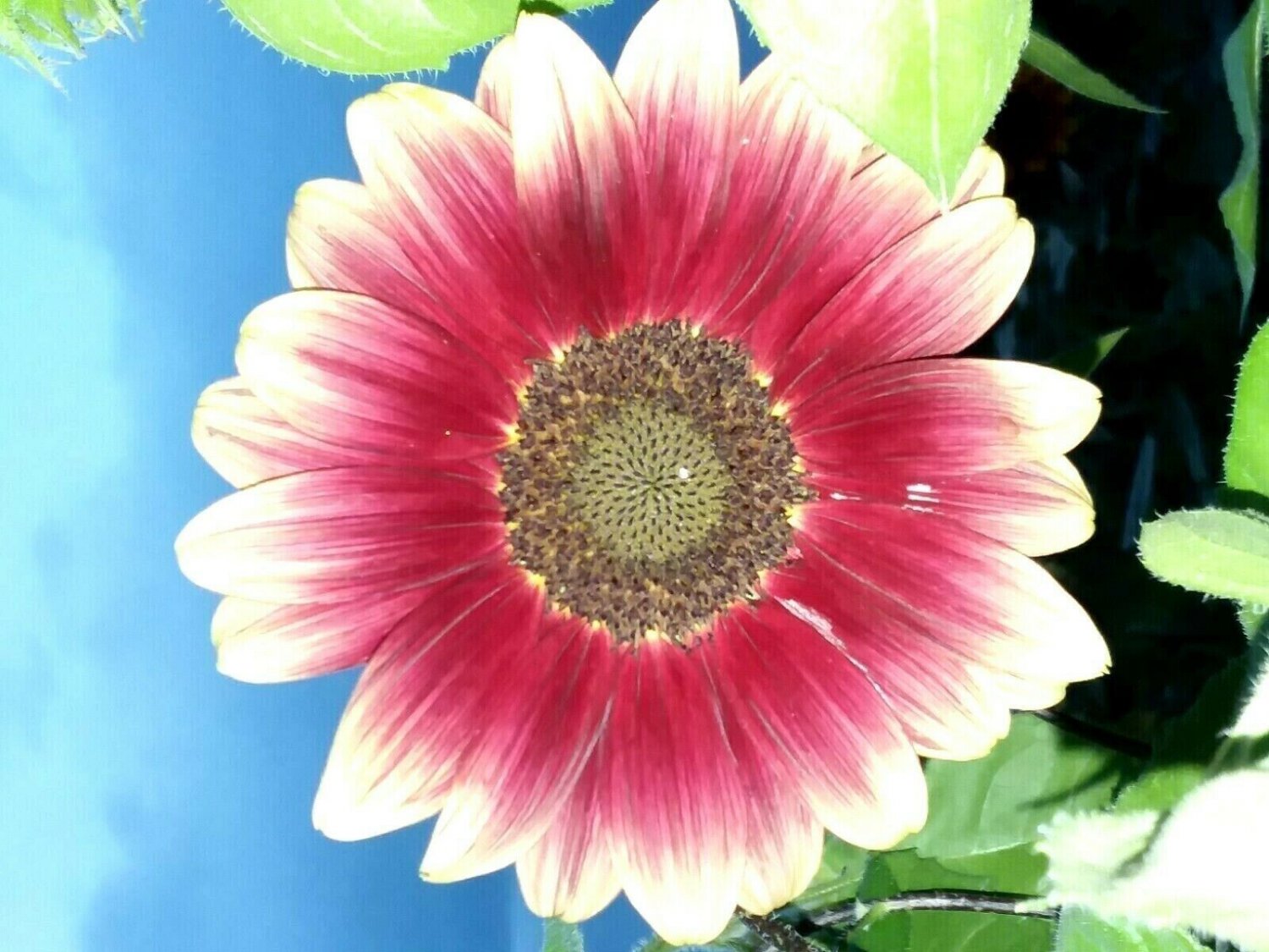 Ruby Eclipse Sunflower 15 Seeds Fresh Seeds Fast Shipping