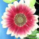 Ruby Eclipse Sunflower 15 Seeds Fresh Seeds Fast Shipping