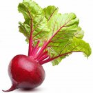 Ruby Queen Beet 100 Seeds Fresh Seeds Fast Shipping