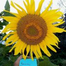 Russian Black Seeded Sunflower Seeds Our Store Has Over 900 Kinds Of Seeds Fresh Seeds Fast Shipping