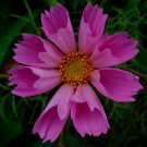 Seashell Cosmos 20 Seeds Beautiful Mixed Colors Fresh Seeds Fast Shipping