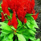 Short Bright Red Celosia Fresh Seeds Fast Shipping