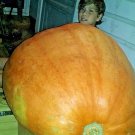 Show Winner Pumpkin Seeds 250450 Pound Fresh Seeds Fast Shipping