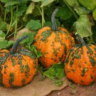 Small Warty Goblin Pumpkin Fresh Seeds Fast Shipping
