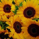 Solar Eclipse Sunflower Seeds 15 Seeds 45 Ft Tall Fresh Seeds Fast Shipping