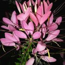 Solid Pink Spider Flower Cleome 25 Seeds Fresh Seeds Fast Shipping