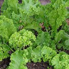 Southern Giant Cur Mustard 200 Seeds Fresh Seeds Fast Shipping