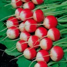 Sparkler White Tip Radish Seeds 30 Seeds Beautiful Tasty Fresh Seeds Fast Shipping