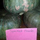 Speck Hounds Squash 15 Seeds Great Taste Fresh Seeds Fast Shipping