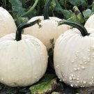 Spectar Pumpkin Untreated Seeds Fresh Seeds Fast Shipping