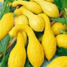 Squash Golden Summer Crookneck Only 58 Days Till Harvest Fresh Seeds Fast Shipping