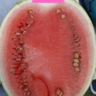 Stone Mountain Watermelon Seeds Fresh Seeds Fast Shipping