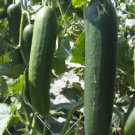 Straight 8 Cucumber 8 Long Crisp Fresh 25 Seeds Fresh Seeds Fast Shipping
