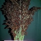 Sugar Drip Sorghum 30 Seeds Make Your Own Syrup Grows 1012 Ft Plants Fresh Seeds Fast Shipping