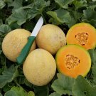 Sugar Rush Cantaloupe Seeds Fresh Seeds Fast Shipping