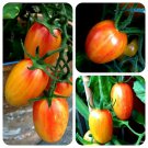 Sunrise Tiger Bumble Bee Tomato Seeds Fresh Seeds Fast Shipping