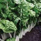 Swiss Chard Fordhook Giant Fresh Seeds Fast Shipping