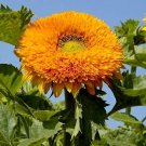 Tall Orange Sun Teddy Bear Sunflower 15 Seeds Fresh Seeds Fast Shipping