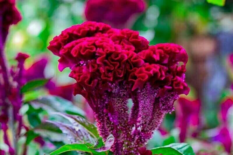 Tall Reddish Purple Head Brain Celosia 30 Seeds Comb S H Old Amish Plant Fresh Seeds Fast Shipping