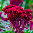 Tall Reddish Purple Head Brain Celosia 30 Seeds Comb S H Old Amish Plant Fresh Seeds Fast Shipping
