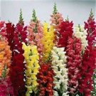 Tall Rocket Snapdragon Seeds 100 Seeds Over 1000 Seeds Fresh Seeds Fast Shipping