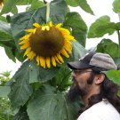 Tammys Giant Sunflower Large Heads 10 Seeds 810 Ft Tall Fresh Seeds Fast Shipping