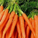Tendersweet Carrot Seeds 250 Seeds Fresh Seeds Fast Shipping