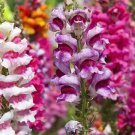 Tetra Snapdragon Mix 100 Seeds Fresh Seeds Fast Shipping