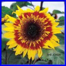 The Joker Sunflower Seeds Loads Of Medium Small Heads 15 Seeds Fresh Seeds Fast Shipping